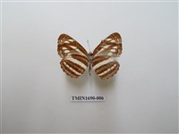 藏品(細帶環蛺蝶)的圖片